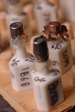 bullet-stubs-resize